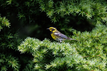 Townsend's Warbler bird