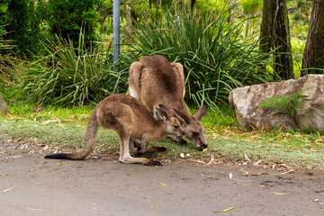 Eastern Grey Kangaroo (Macropus giganteus) with joey on grassy field © Tara