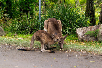 Eastern Grey Kangaroo (Macropus giganteus) with joey on grassy field © Tara