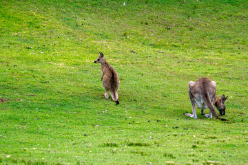 Eastern Grey Kangaroo (Macropus giganteus) with joey on grassy field © Tara