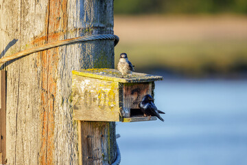 Purple martin bird