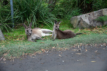 Eastern Grey Kangaroos resting