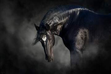 Percheron draft  horse portrait
