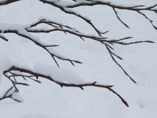 Close up of fresh snow on a branch.