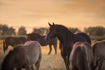 A herd of Percheron horses