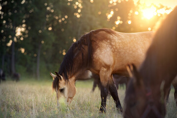 A herd of Percheron horses