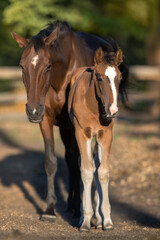 Mare with foal portrait