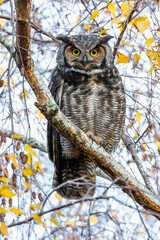 Great horned owl bird
