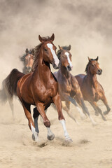 Horses run free in desert