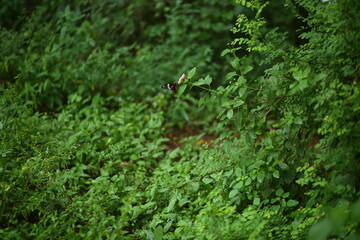 A beautiful butterfly sitting on a flower
