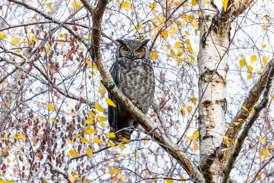 Great horned owl bird
