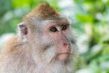 Ubud Indonesia 15 11 2025 - Monkey resting in a park surrounded by lush green vegetation, reflecting the natural wildlife of Bali.