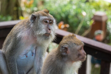 Ubud Indonesia 15 11 2025 - Monkey resting in a park surrounded by lush green vegetation, reflecting the natural wildlife of Bali.