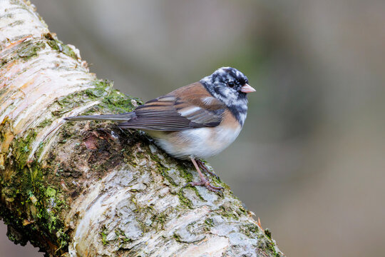 albino Dark-eyed junco