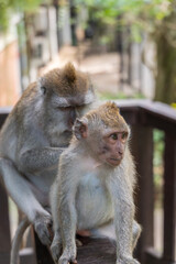 Ubud Indonesia 15 11 2025 - Monkey resting in a park surrounded by lush green vegetation, reflecting the natural wildlife of Bali.