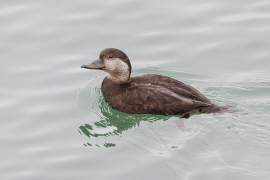 Black scoter bird
