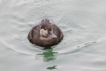 Black scoter bird