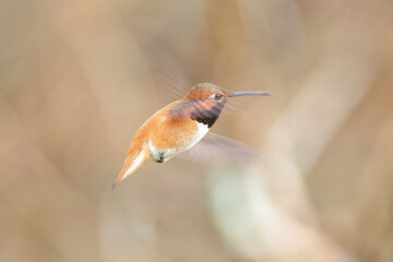 Fototapeta premium Rufous hummingbird bird