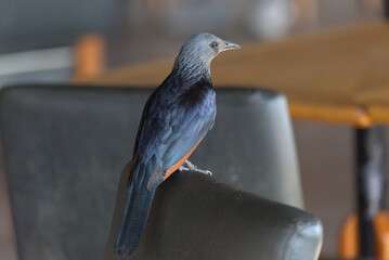 Red-winged Starling (Onychognathus morio) perched on a chair back in a cafe. Taken in Kruger National Park, South Africa.
