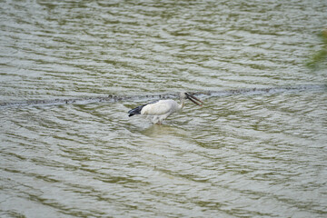 A heron bird is staying at water lake, looking to hunting some fish in the water. Animal living in nature scene.