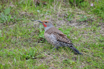 Avian Keratin Disorder bird northern flicker