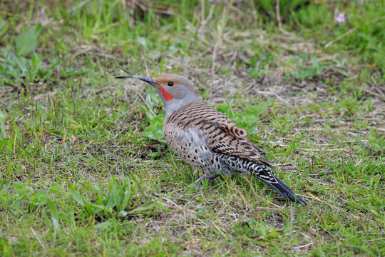 Avian Keratin Disorder bird northern flicker