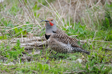 Avian Keratin Disorder bird northern flicker