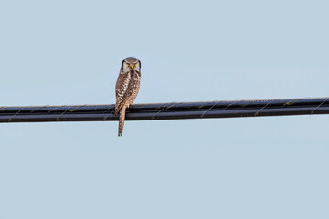 Northern hawk owl