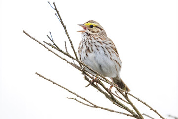 Savannah sparrow bird