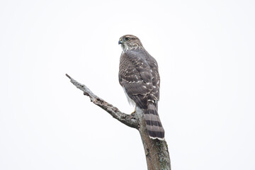 cooper's hawk bird