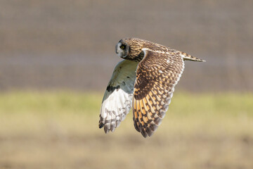 Short-eared owl