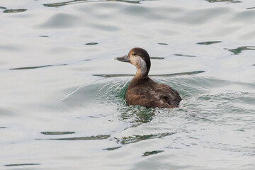 Black scoter bird