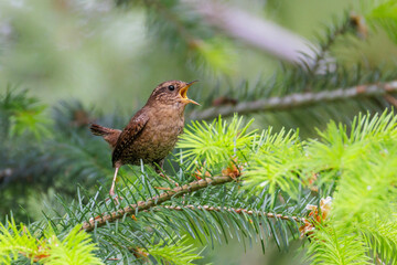 Pacific wren