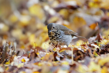 Hermit Thrush bird
