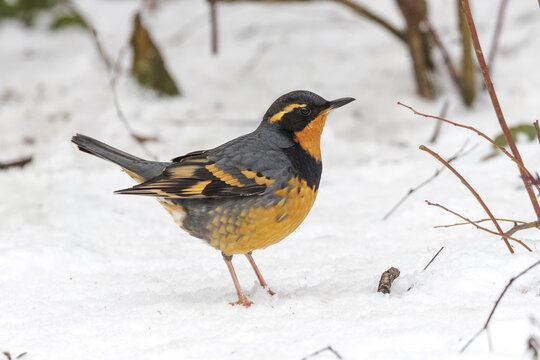 Varied Thrush bird