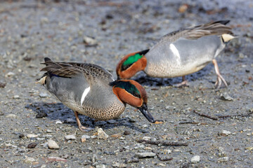 Green-winged teal