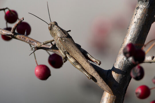 Egyptian locust with brown color isolated on a tree with red seeds. Short-horned grasshoppers. tree locust, Egyptian bird grasshopper. Anacridium aegyptum.