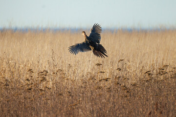 Ring-necked Pheasant