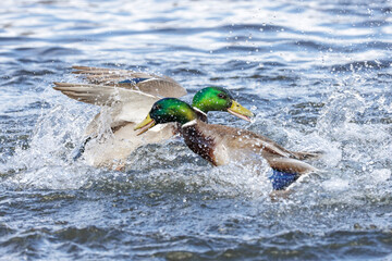 mallard duck