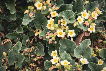 squirting cucumber, balsam pear - Ecballium elaterium plants with flowers