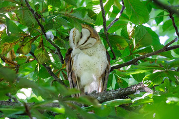 Barn owl bird
