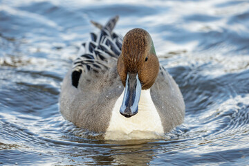 Northern pintail duck