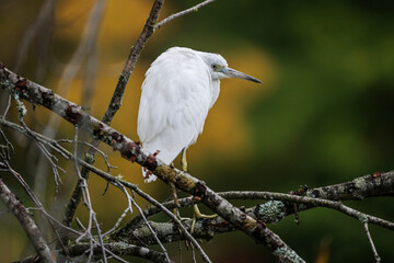 Little Blue Heron  juvenile
