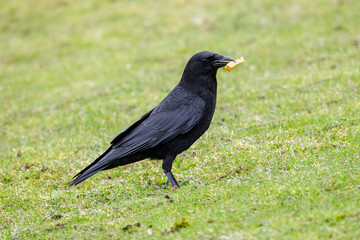 American crow