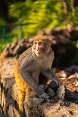 Rhesus macaque monkey sitting on rocks looking up