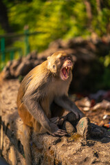 Fototapeta premium Rhesus macaque monkey yawning showing teeth on rock