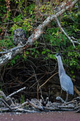 Great horned owl and  Great blue heron