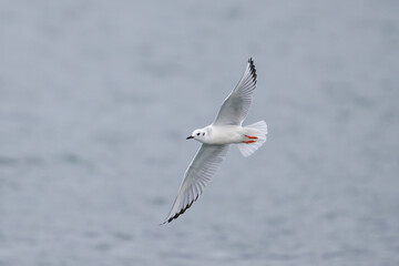 Bonaparte’s Gull