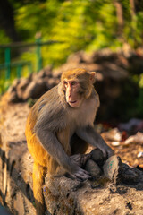 Rhesus macaque monkey sitting looking right at nature