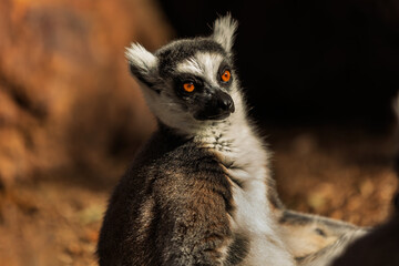 Fototapeta premium Ring-tailed lemur with a penetrating gaze in warm light